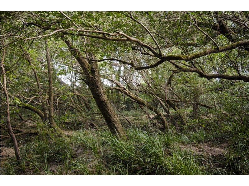 1121 Clarence Way, Whiteman Creek NSW 2460