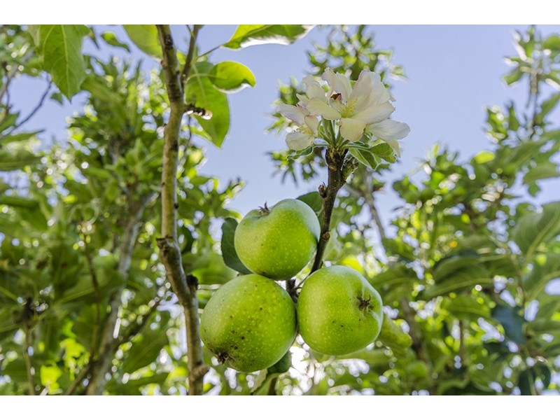 29 DOBIE STREET, Grafton NSW 2460