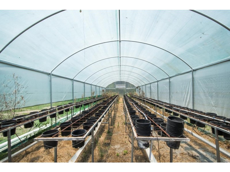 436 SEELANDS HALL ROAD, Seelands NSW 2460