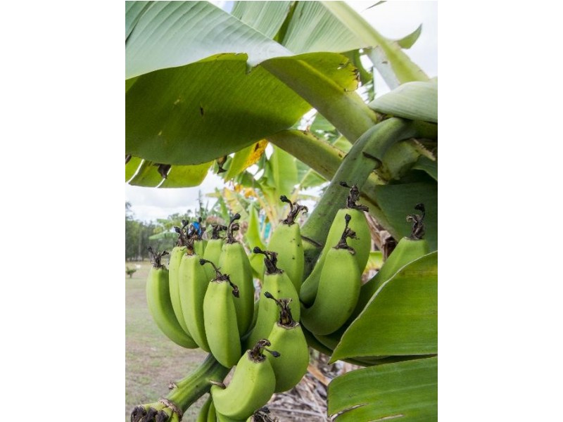 7 ZIETSCH CLOSE, Warragai Creek NSW 2460