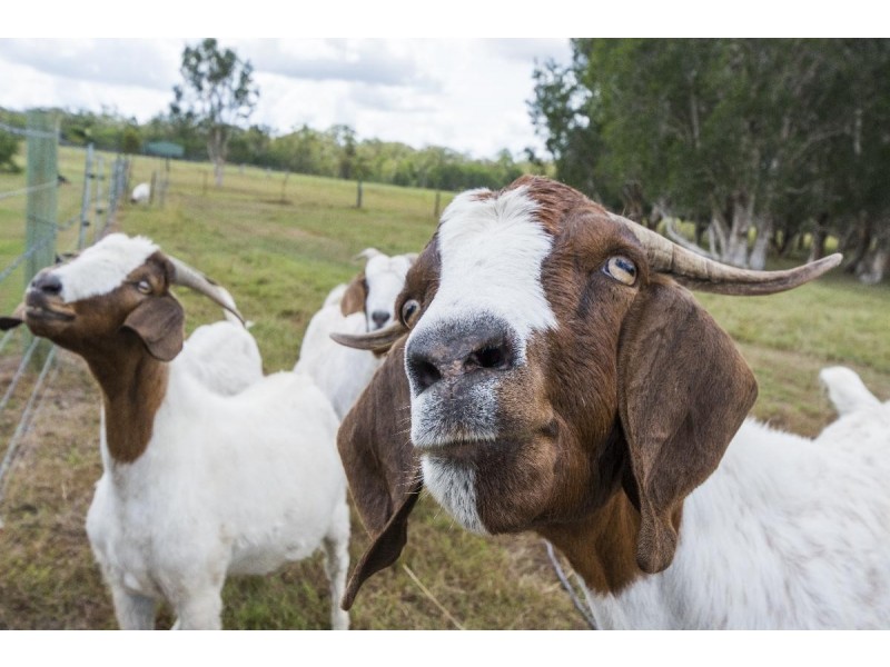 7 ZIETSCH CLOSE, Warragai Creek NSW 2460