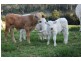 2351 Clarence Way, Upper Copmanhurst NSW 2460