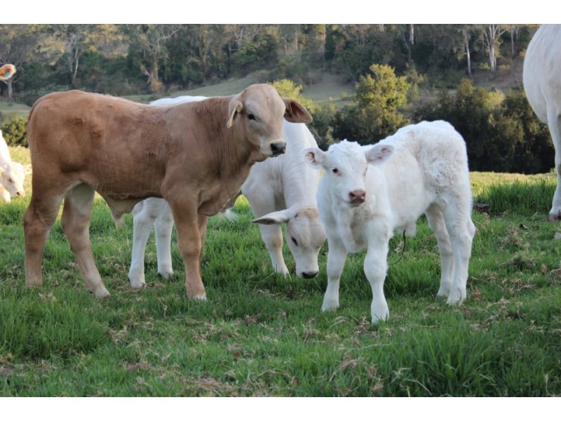 2351 Clarence Way, Upper Copmanhurst NSW 2460