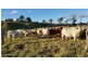 2351 Clarence Way, Upper Copmanhurst NSW 2460