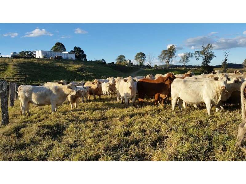2351 Clarence Way, Upper Copmanhurst NSW 2460