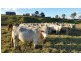 2351 Clarence Way, Upper Copmanhurst NSW 2460