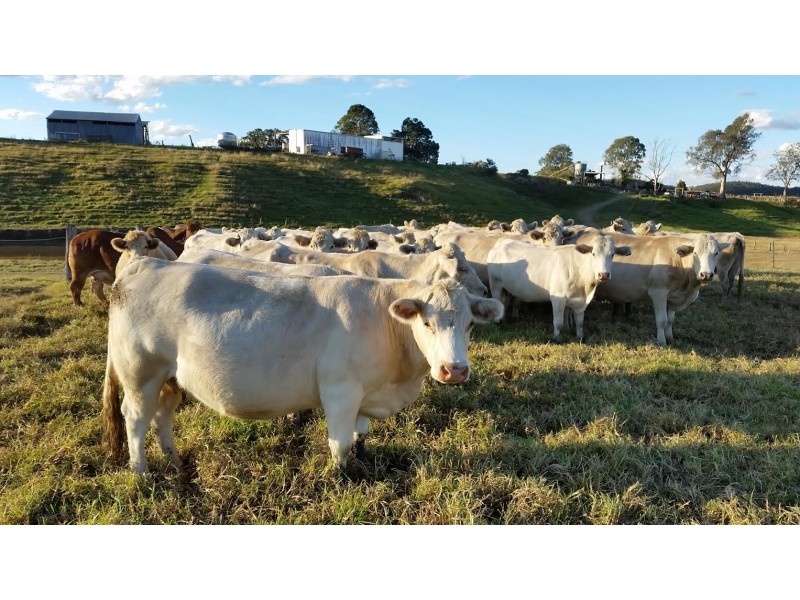 2351 Clarence Way, Upper Copmanhurst NSW 2460