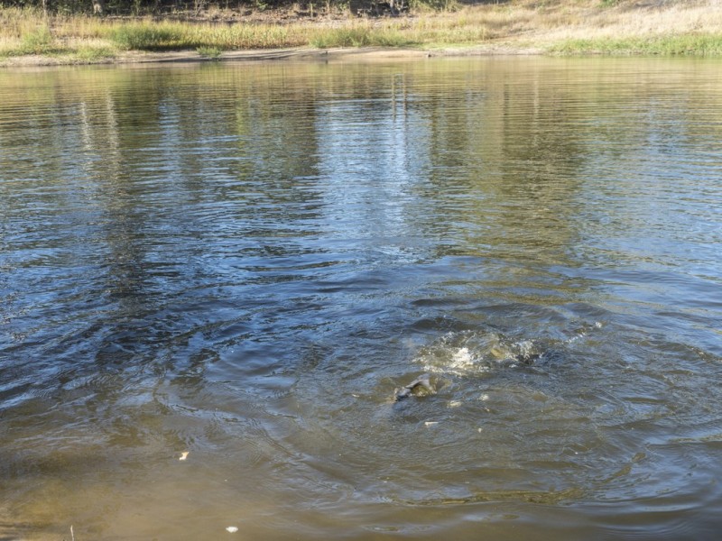 79-83 Paula Road, South Maclean QLD 4280