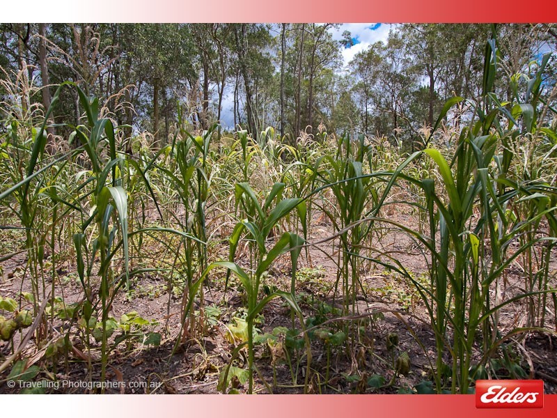 260 Scott Lane, North Maclean QLD 4280