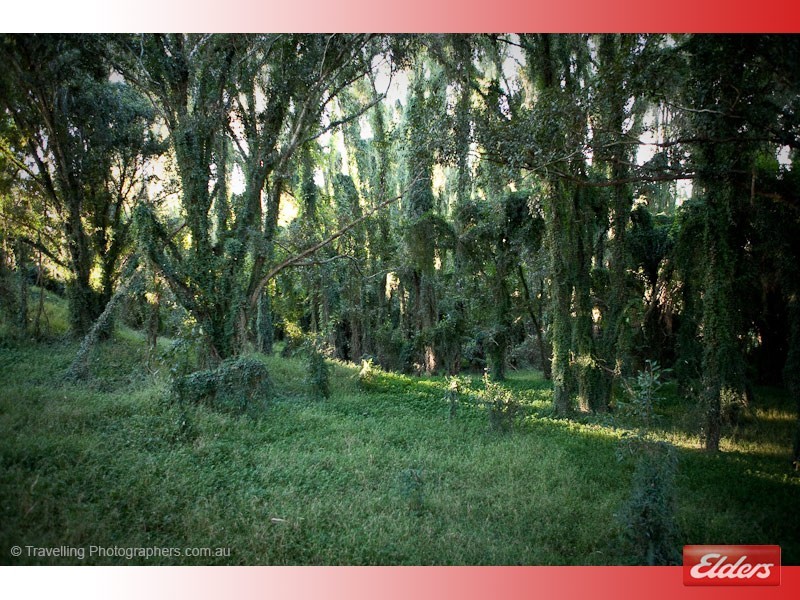 116 Humphries Road, South Maclean QLD 4280