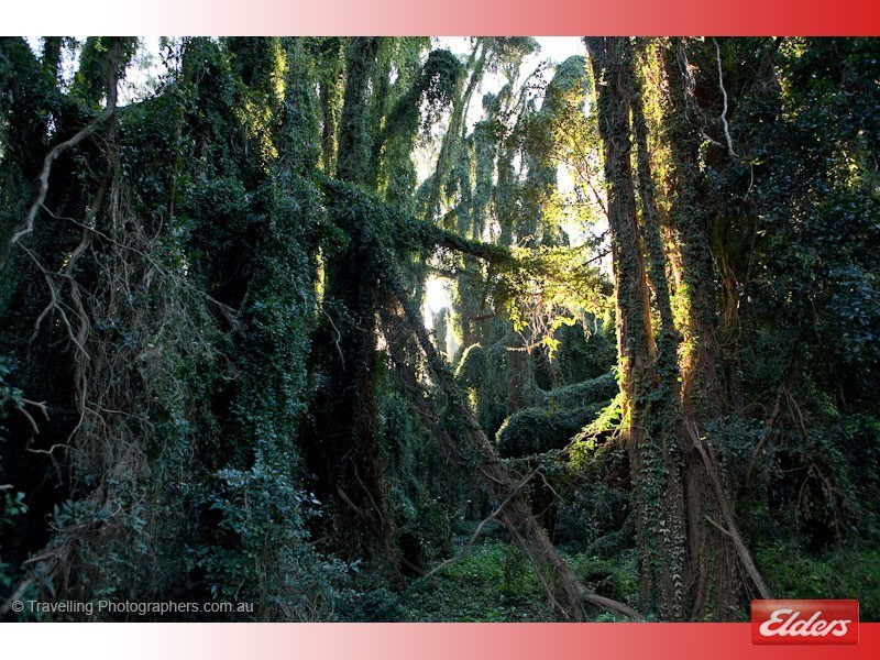 116 Humphries Road, South Maclean QLD 4280