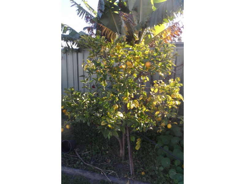 4 Supply Street, Nowra NSW 2541
