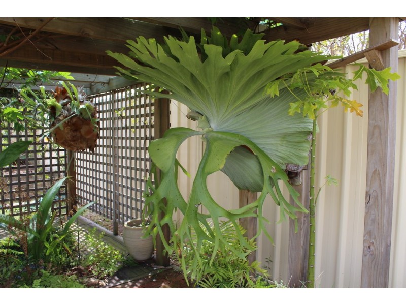 39 Eastbourne Avenue, Culburra Beach NSW 2540