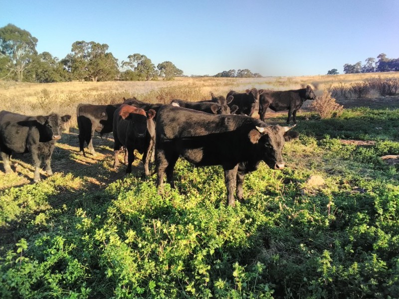 Nerriga NSW 2622