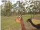 99 Falls Road, Falls Creek NSW 2540