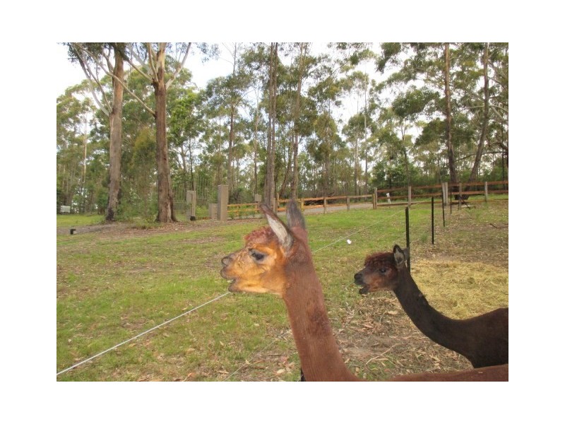 99 Falls Road, Falls Creek NSW 2540