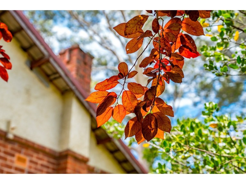 17 Ellesmere Street, Kensington Park SA 5068