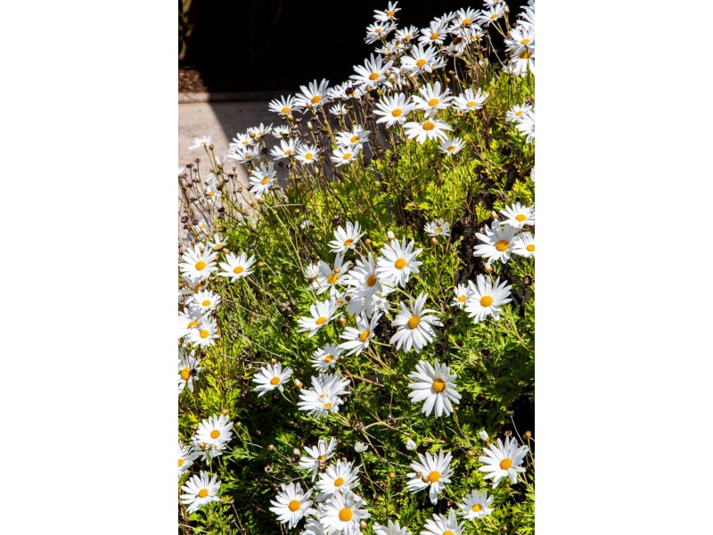 9 Roseberry Street, Daw Park SA 5041