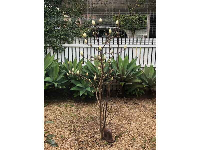 7 Lorraine Ave, Mitcham SA 5062