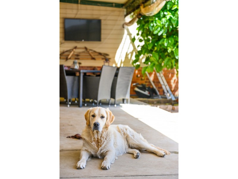 158 Crozier Avenue, Melrose Park SA 5039