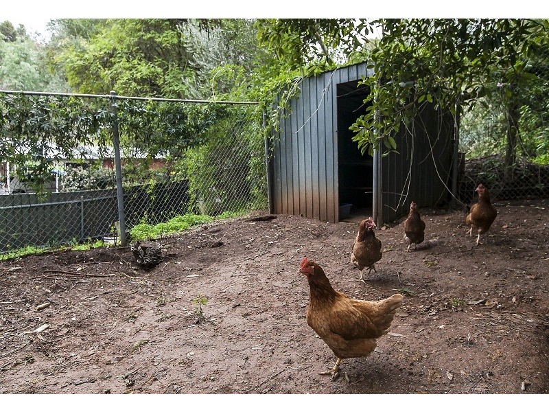 1A Kestrel Place, Coromandel Valley SA 5051