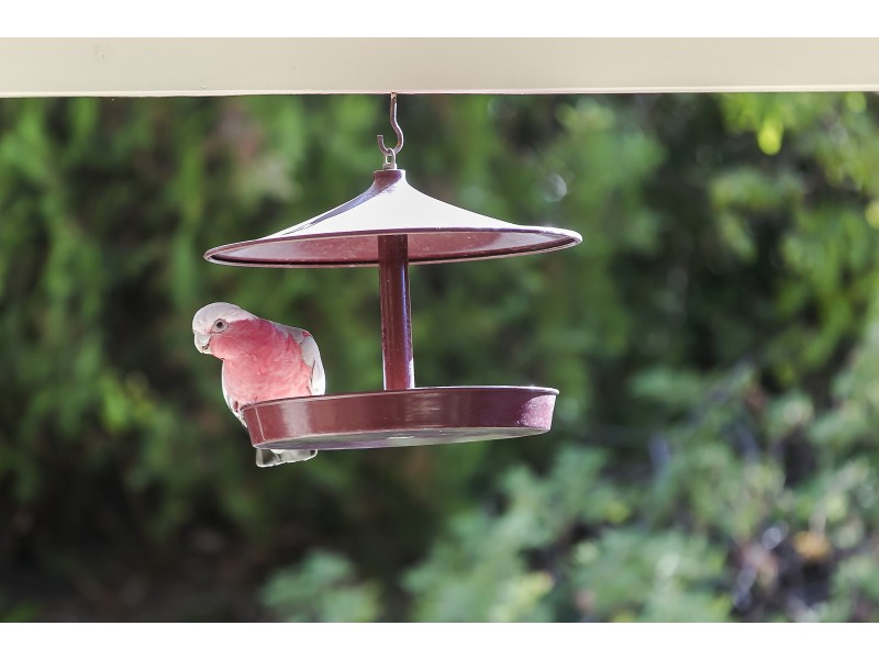 12 Heath Lane, Flagstaff Hill SA 5159