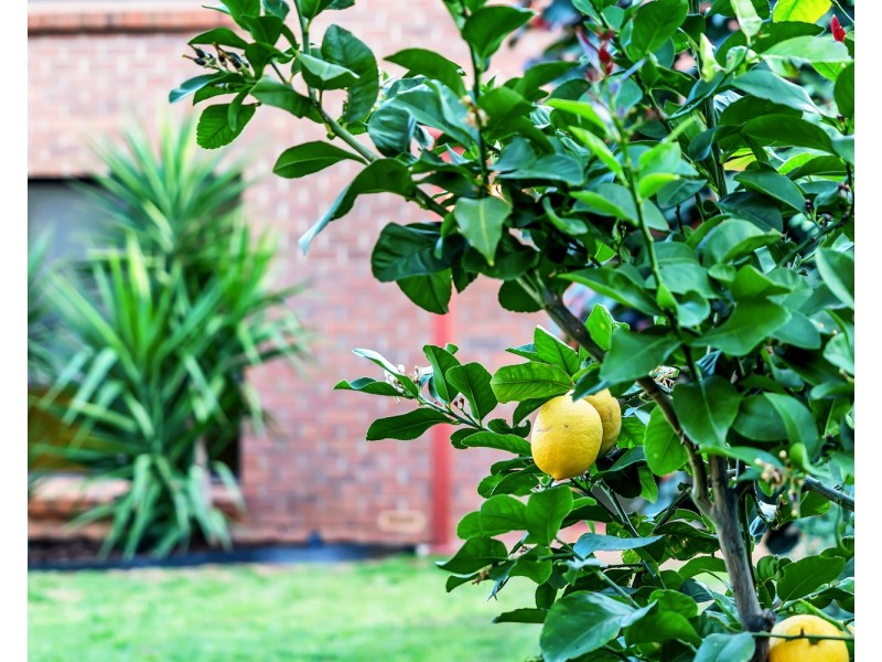 1/8 Joy Street, Ascot Park SA 5043