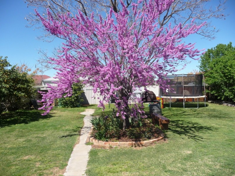 43 Echuca Street, Moama NSW 2731