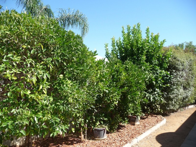 011 Kinross Court, Moama NSW 2731