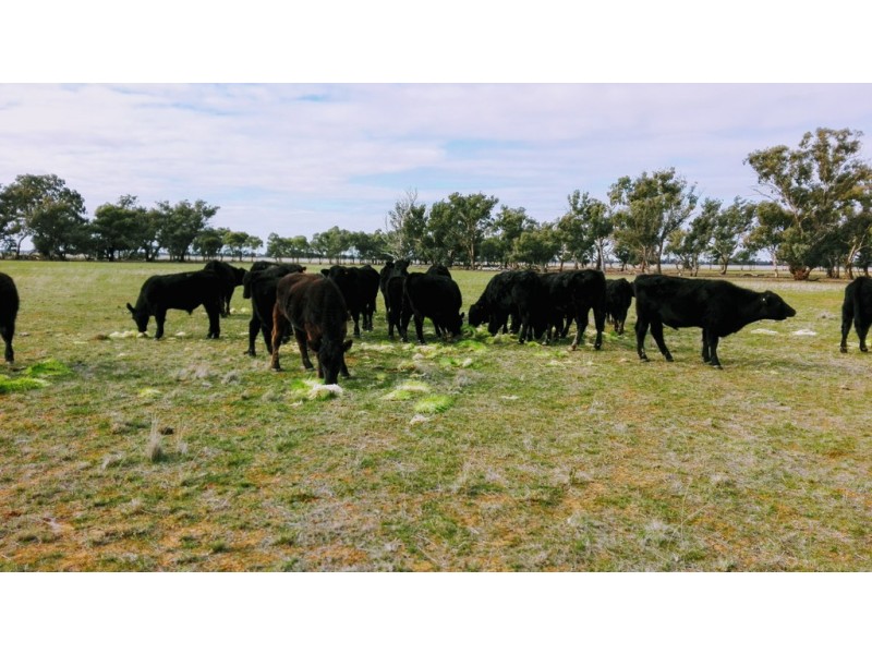 1452 Mt Terrick Road, Roslynmead VIC 3564