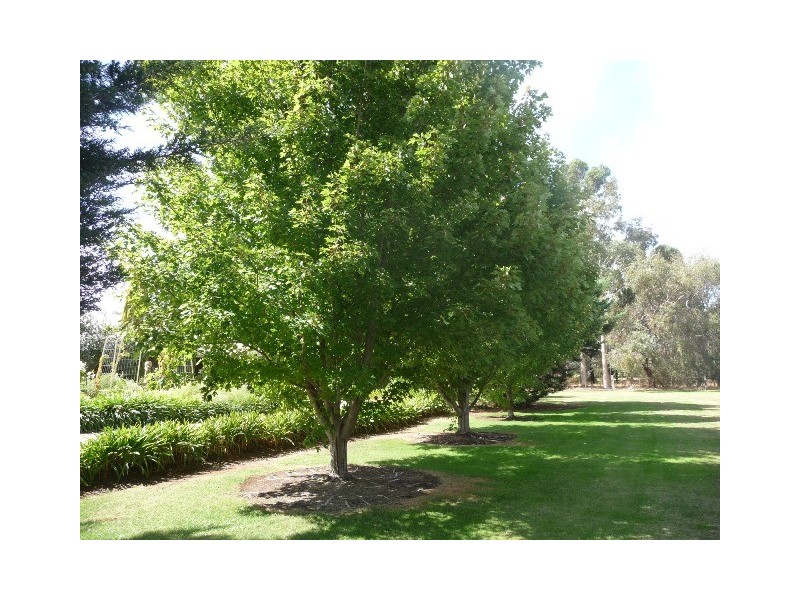 71 Mayfield Court, Moama NSW 2731