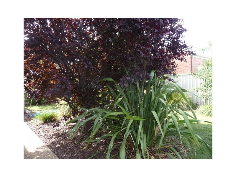 12 Kildare Ave, Moama NSW 2731