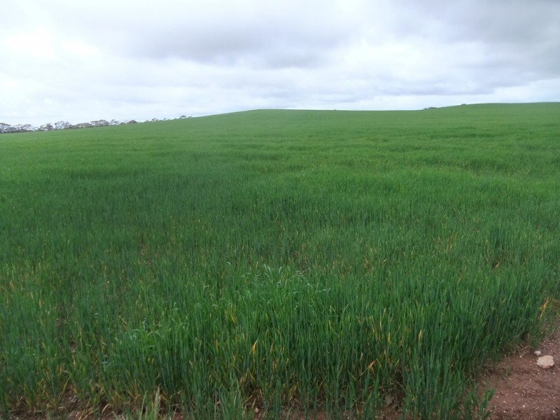 0 Richmond Plains Road, Wedderburn VIC 3518