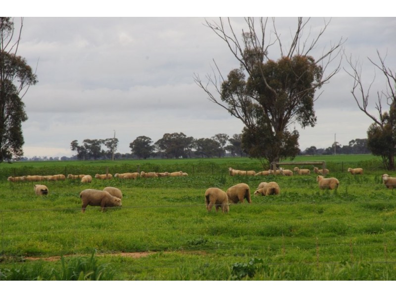2889 Perricoota Road, Moama NSW 2731