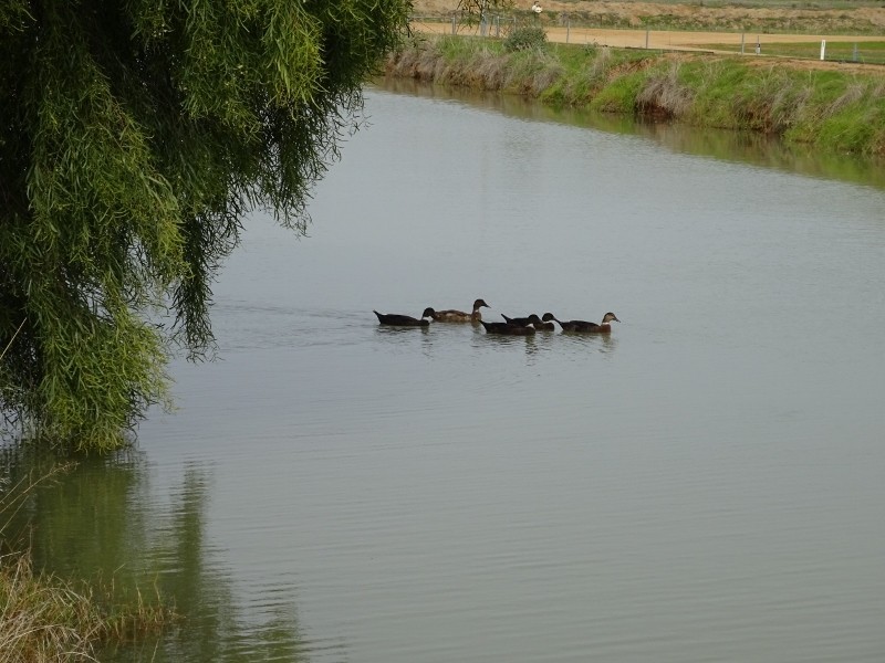 225 Streckfuss Road, Mathoura NSW 2710