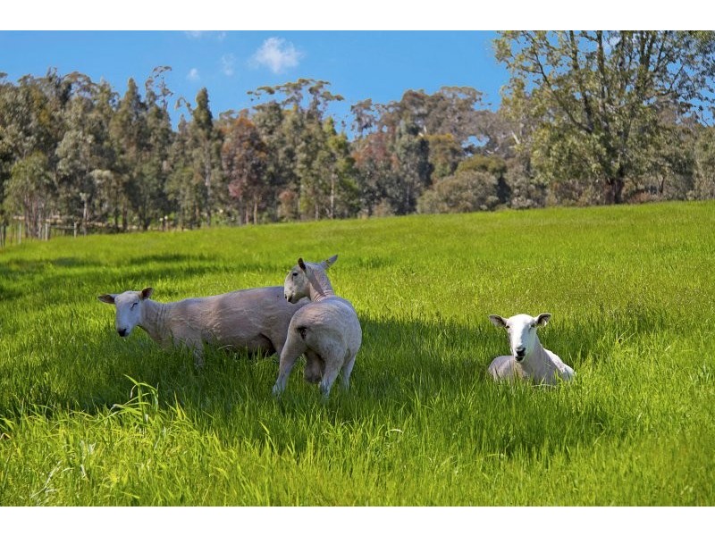 375 THREE CHAIN ROAD, Kilmore VIC 3764