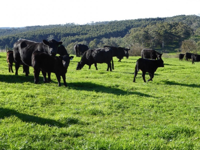 400 (CA’s 8 and 8A ) East Greenwald Road, Greenwald VIC 3304