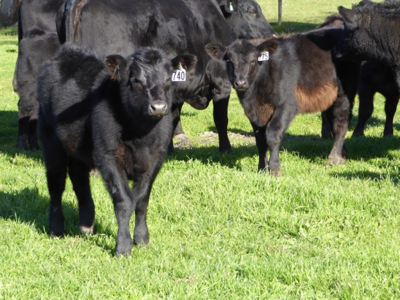 400 (CA’s 8 and 8A ) East Greenwald Road, Greenwald VIC 3304