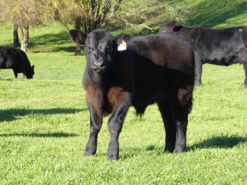 400 (CA’s 8 and 8A ) East Greenwald Road, Greenwald VIC 3304