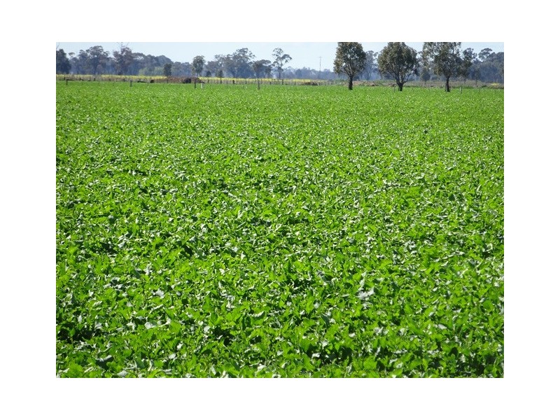 . Tehan and Fraser Road, Koyuga VIC 3622