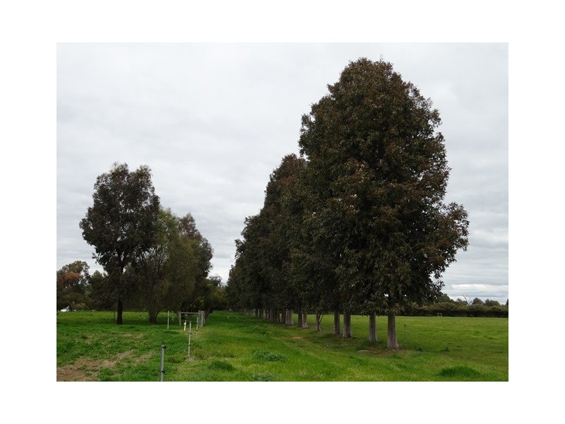 537 MITIAMO ROAD, Echuca VIC 3564