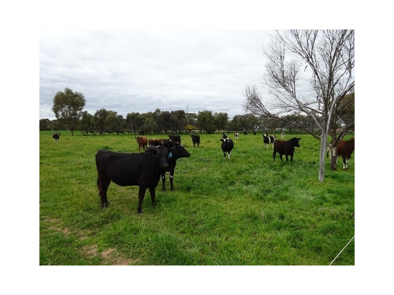 537 MITIAMO ROAD, Echuca VIC 3564