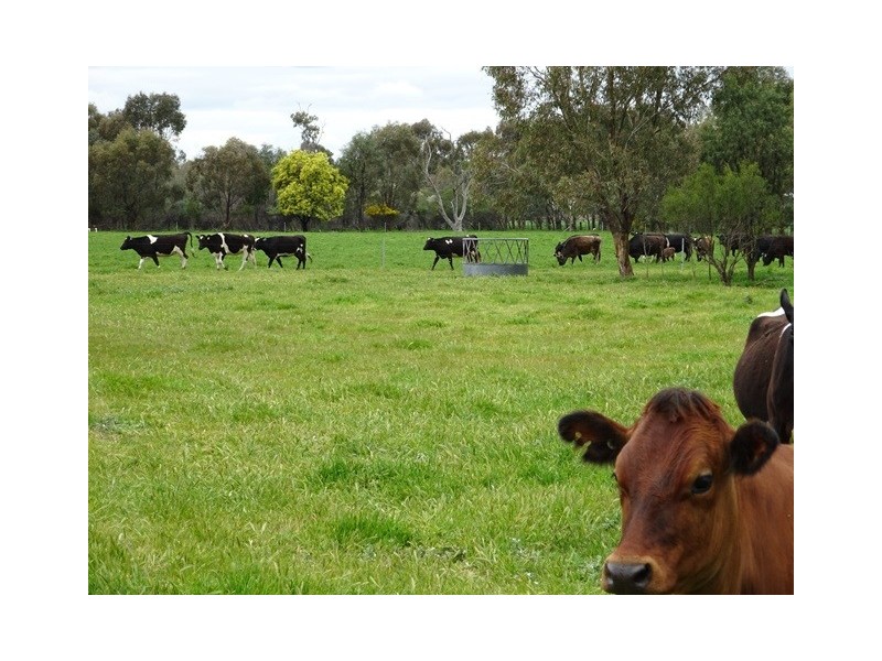 537 MITIAMO ROAD, Echuca VIC 3564