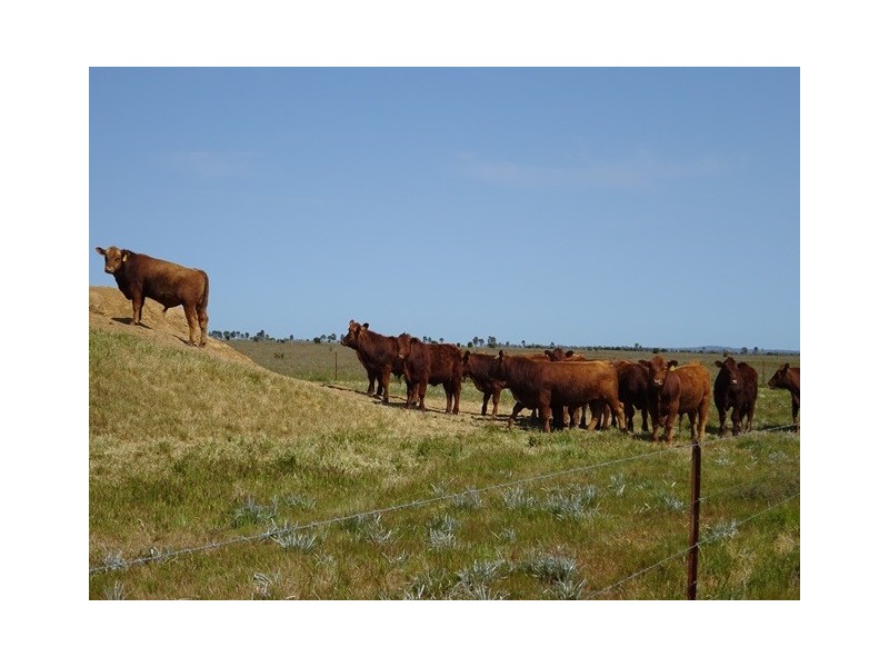 . TAMARA and MT TERRICKS ROAD, Echuca VIC 3564