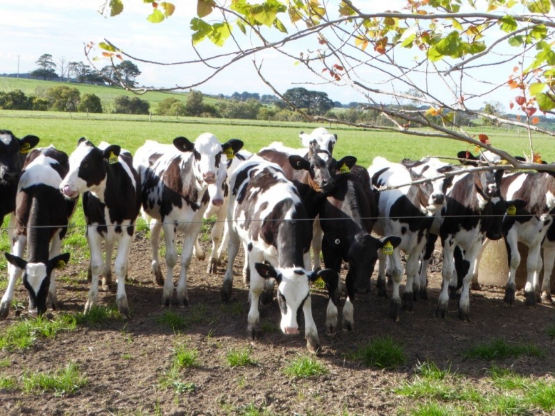 261 Farys Road, Panmure VIC 3265