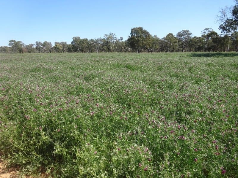 84 Matheson Road, Echuca VIC 3564