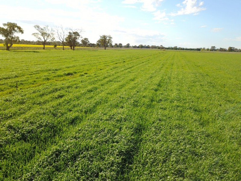 407 Waaia-Bearii Road, Waaia VIC 3637