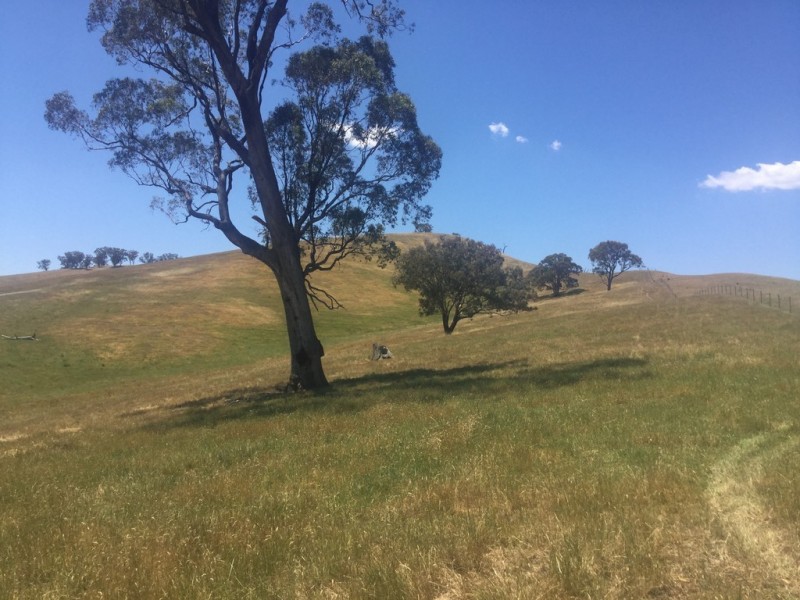 - Frog Ponds Road, Limestone VIC 3717