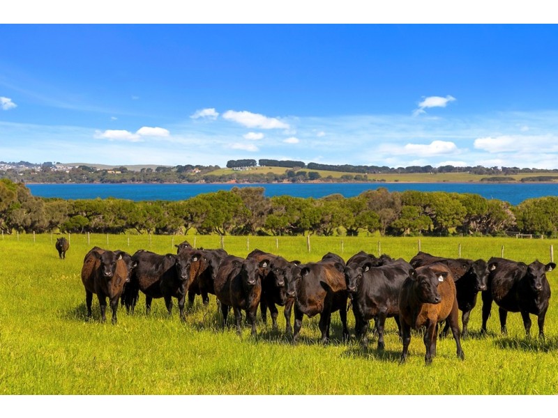 128 McFees Road, Rhyll VIC 3923