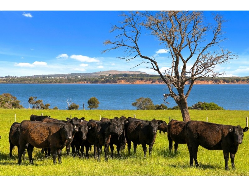 128 McFees Road, Rhyll VIC 3923